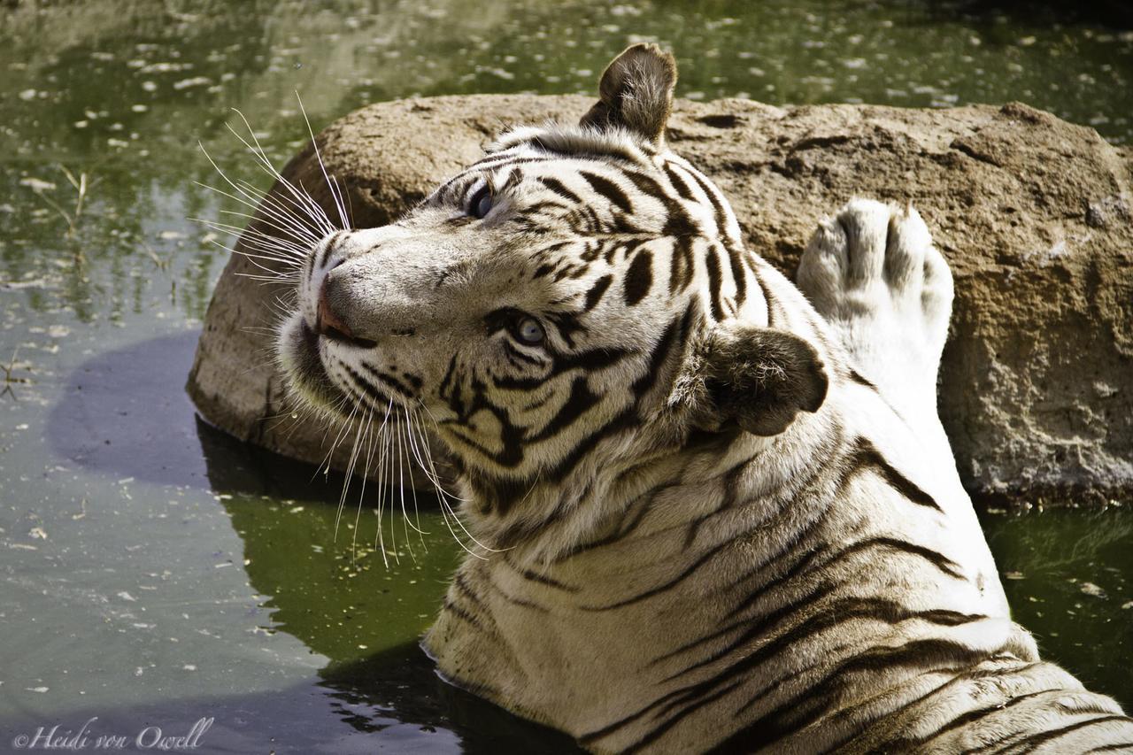 Boskoppie Lion&Tiger Reserve Kroonstad Eksteriør bilde