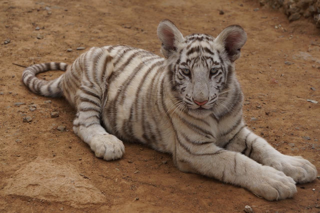 Boskoppie Lion&Tiger Reserve Kroonstad Eksteriør bilde