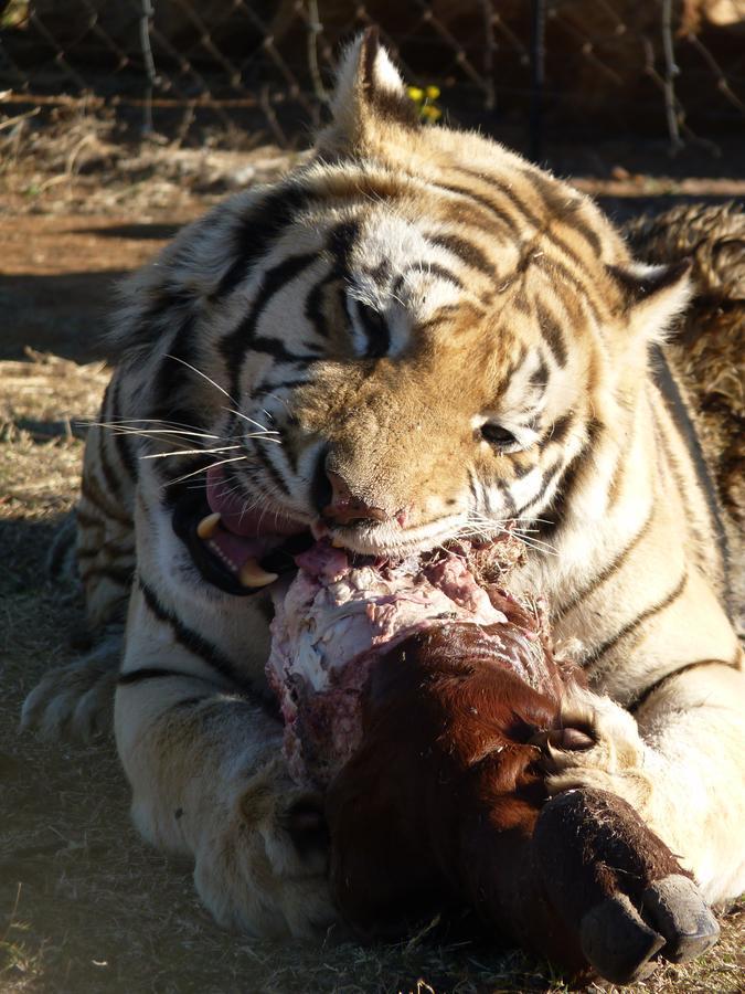 Boskoppie Lion&Tiger Reserve Kroonstad Eksteriør bilde