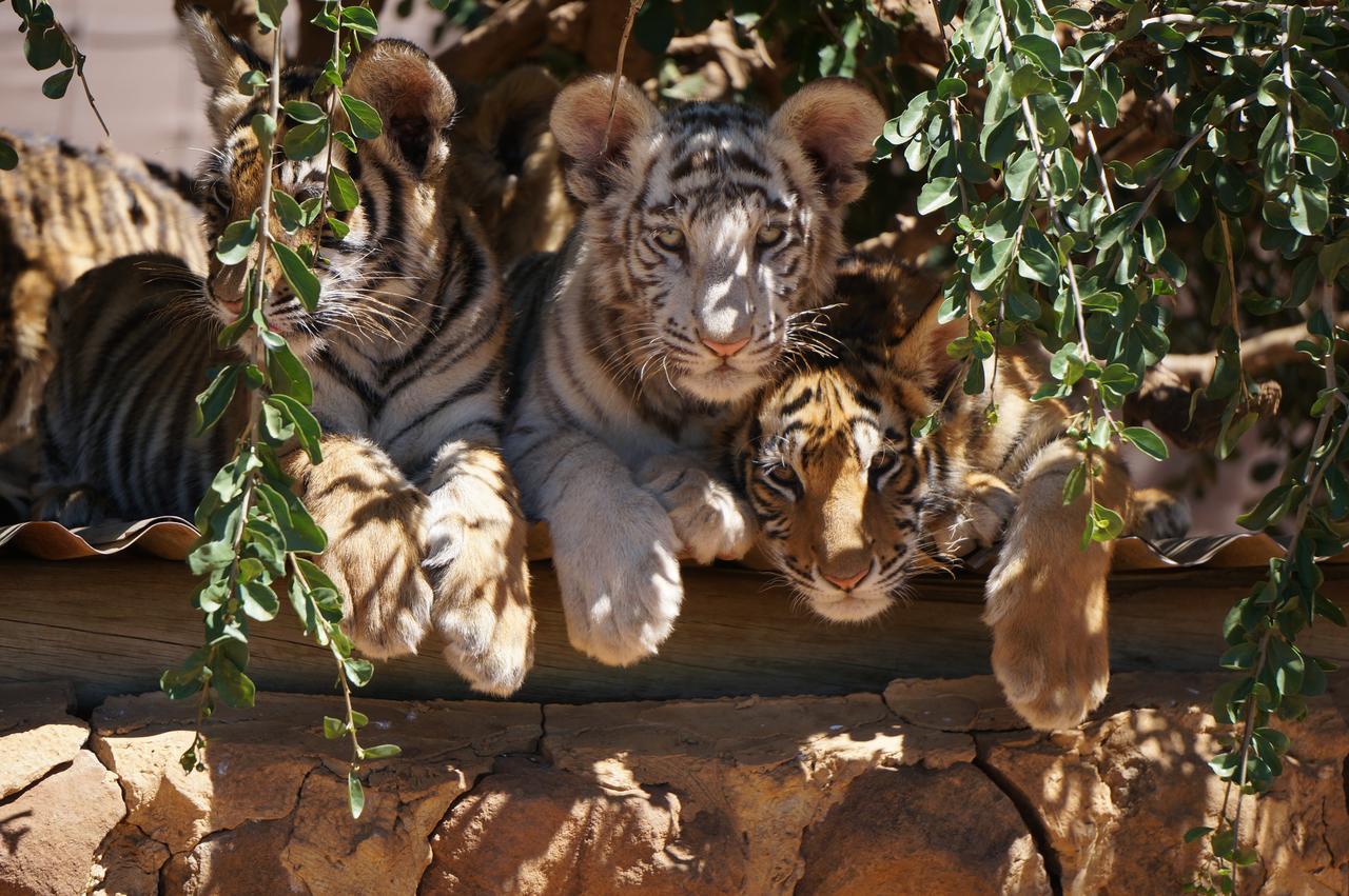 Boskoppie Lion&Tiger Reserve Kroonstad Eksteriør bilde