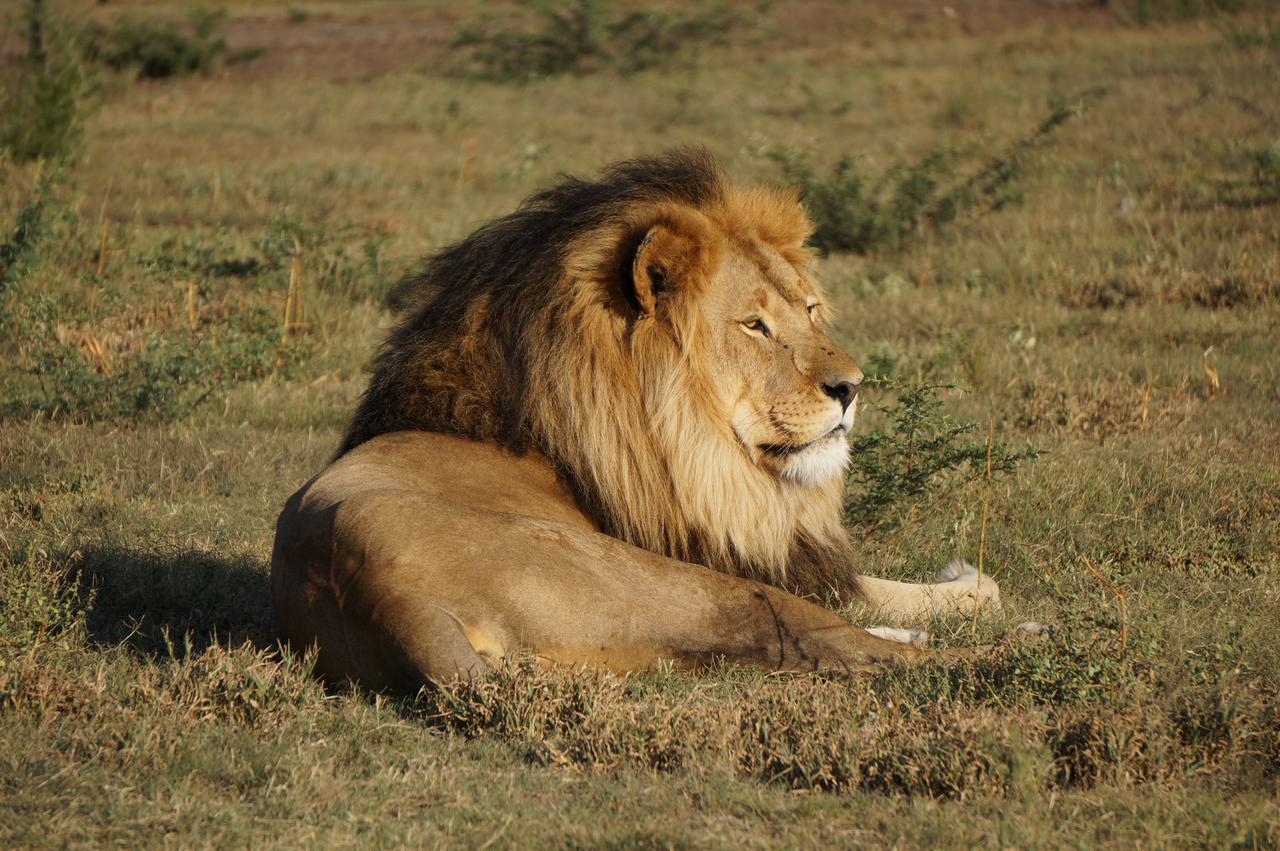 Boskoppie Lion&Tiger Reserve Kroonstad Eksteriør bilde