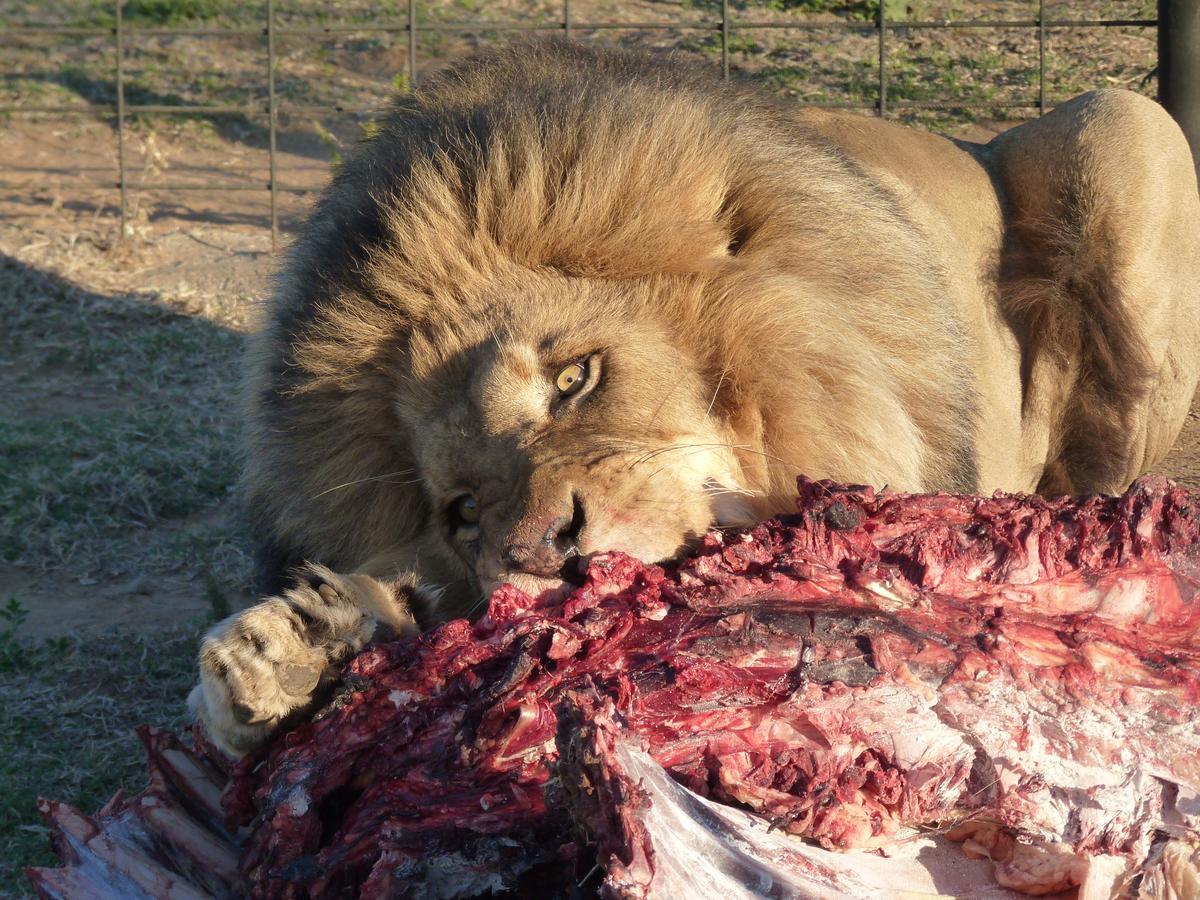 Boskoppie Lion&Tiger Reserve Kroonstad Eksteriør bilde